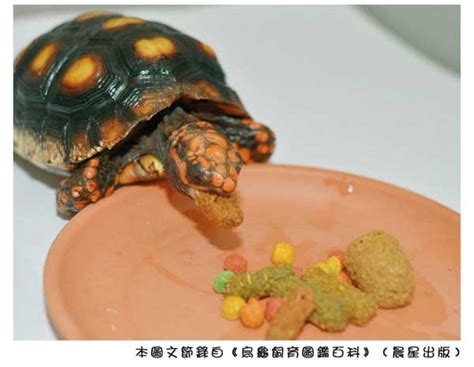 烏龜的食物 鼻頭紅